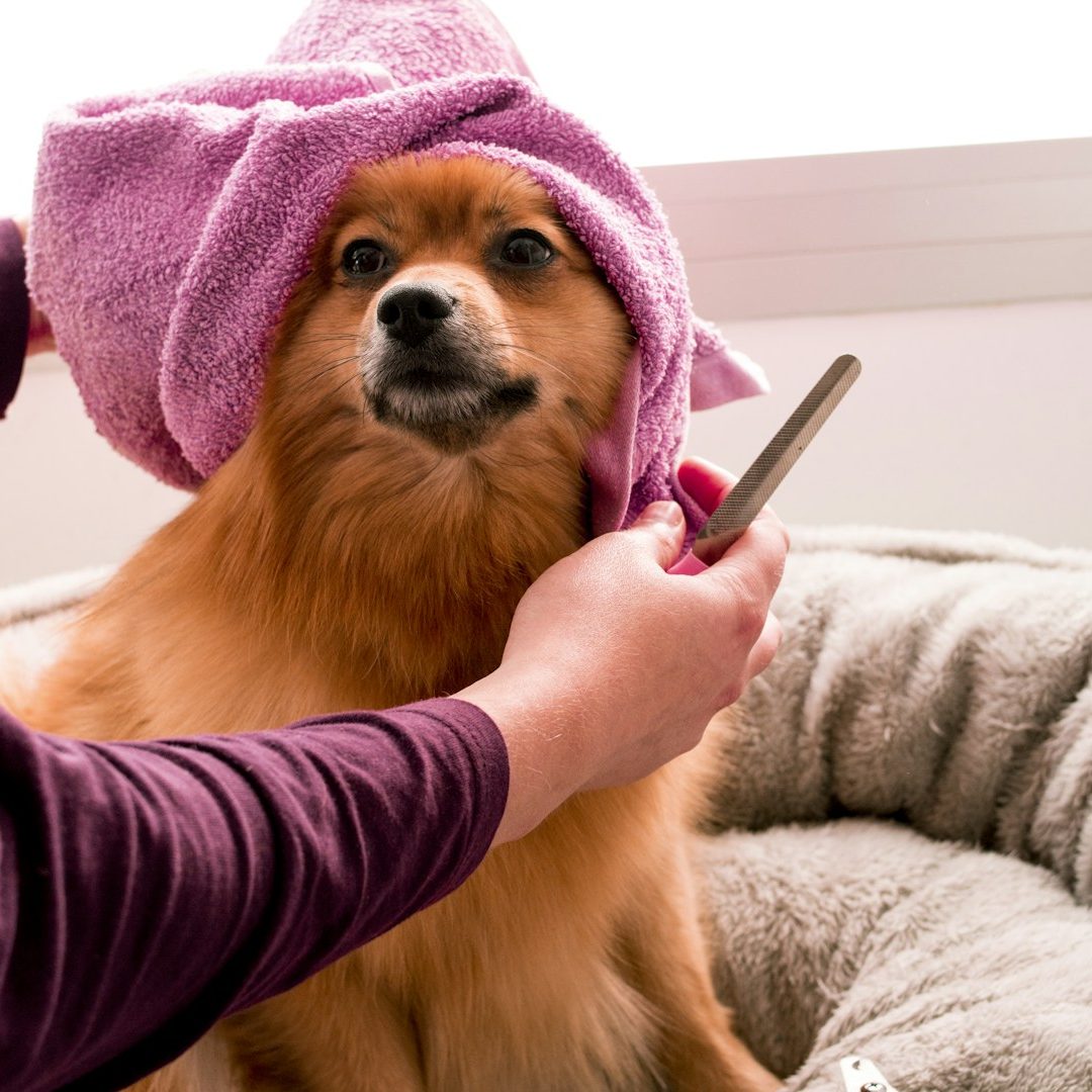 Hundesalon Wegberg Hundesalon Wegberg