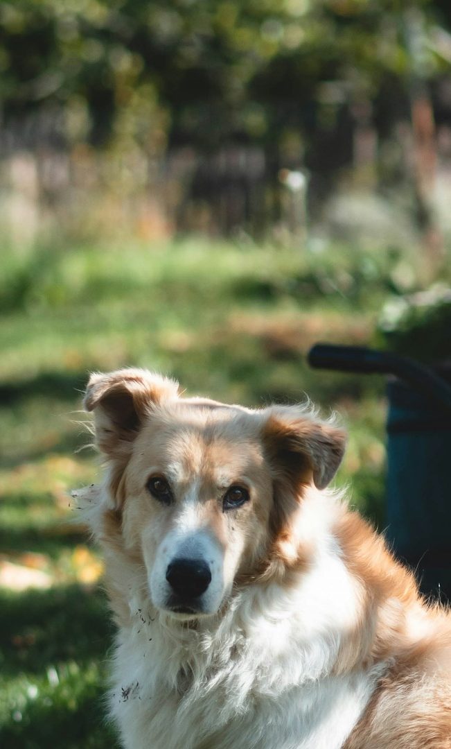 Hundefriseur Wegberg Arsbeck Hundefriseur Wegberg Arsbeck