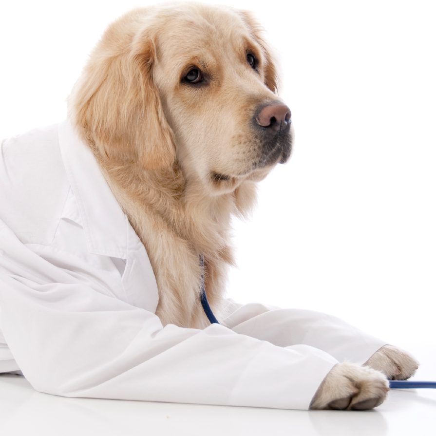 Tierpflege Wegberg Tierpflege Wegberg