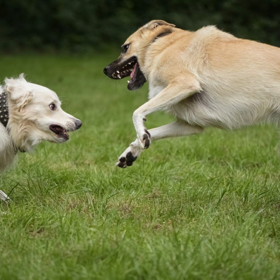 Groomer Wegberg Groomer Wegberg